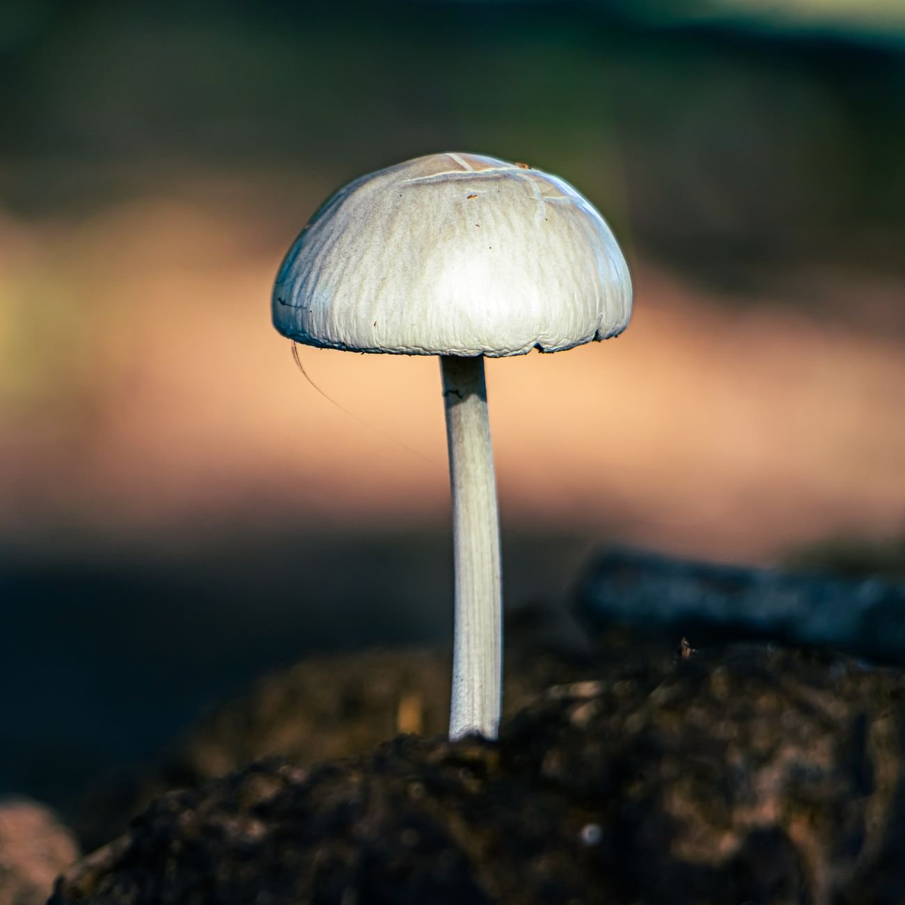 Detailed close-up of a wild mushroom on forest ground